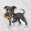 Magnet of a blue and white American Pit Bull holding a teddy bear on a marble background