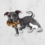 Pit Bull (American) Sticker