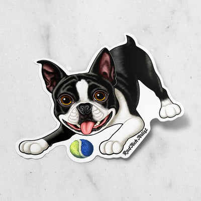 Sticker of a black and white Boston Terrier with a tennis ball on a textured surface