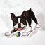 Sticker of a black and white Boston Terrier with a tennis ball on a marble surface
