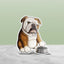 English Bulldog vinyl sticker featuring a red and white bulldog tapping his food bowl with an impatient expression on a soft green background by Rad Tech Artist.