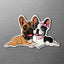 Magnet of two French Bulldogs on a metallic surface