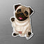 Magnet of fawn Pug on a metallic surface